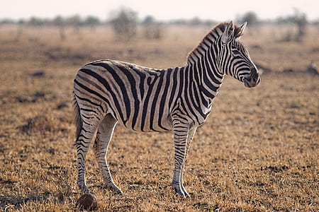 Selective Focus Photography of Zebra thumbnail
