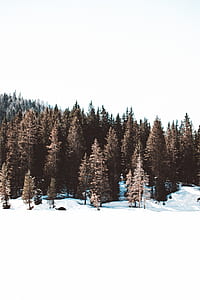 pine trees with snow thumbnail