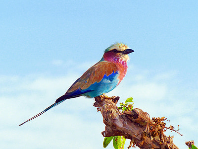 multicolored short-beaked bird on top tree branch thumbnail