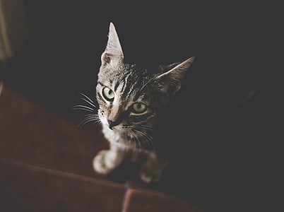 close-up photography of silver tabby kitten thumbnail