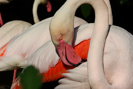 Flamingo Pink, Phoenicopterus Roseus thumbnail