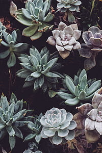 nature, earth, garden, petals thumbnail
