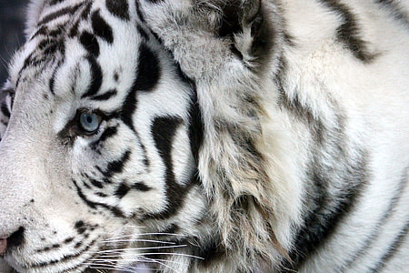 white tiger thumbnail