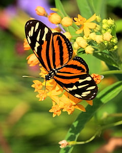 brown and black longwing butterfly perching on petaled flower in selective focus photography thumbnail