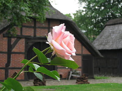 focus photography of pink roses thumbnail