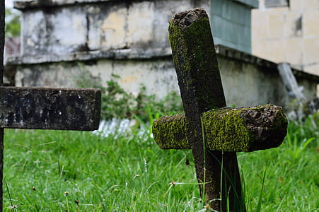grass, moss, stones, plants thumbnail