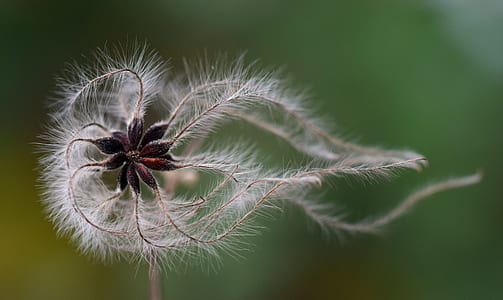 white and maroon flower thumbnail