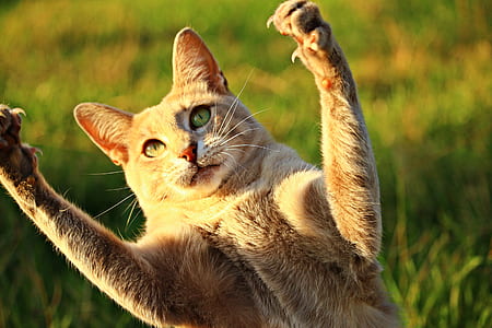 bokeh shot of orange tabby cat thumbnail