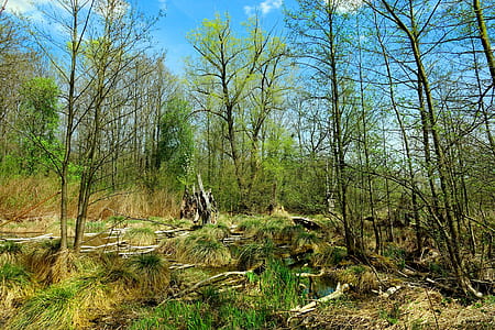 green trees thumbnail