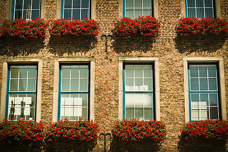 red flowers lot mounted on brown concrete wall thumbnail