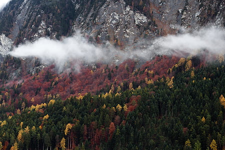 green, yellow, and red trees with fog near mountain thumbnail