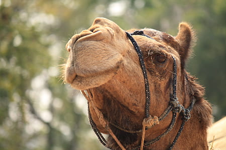 Brown Camel Photography thumbnail