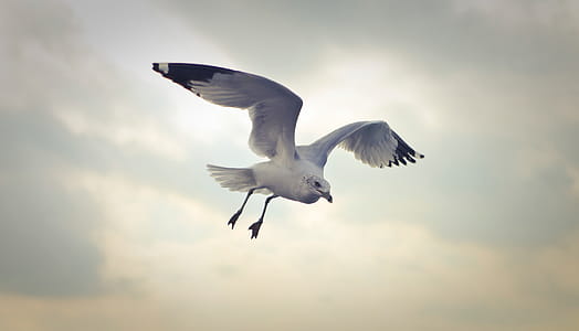 Seagull flying in the sky with cloudy background thumbnail