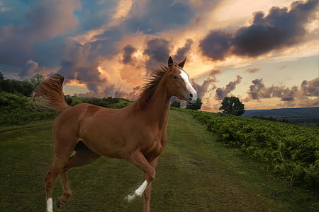 brown horse running on green field thumbnail