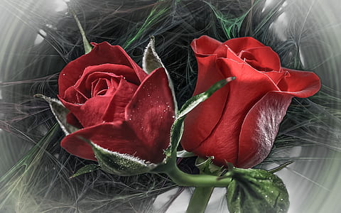 two red roses inside glass thumbnail