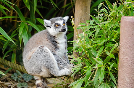 Lemur sitting under tree thumbnail