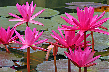 pink water lilies thumbnail