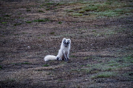 white animal on brown field during daytime thumbnail