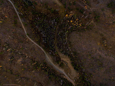 aerial view photography of green trees during daytime thumbnail