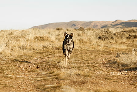 white and black dog running on dried grass thumbnail