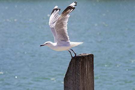 selective focus photography of gull perching on wood post thumbnail