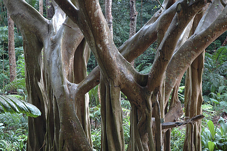 tree trunks thumbnail