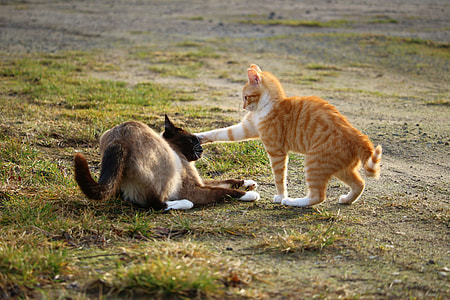 two orange and Siamese cats playing on grass field thumbnail