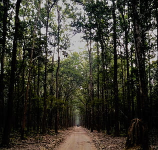 Green Leaf Trees thumbnail