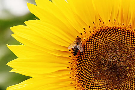 closeup photography honeybee perched on yellow sunflower thumbnail