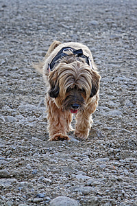 Dog, Tibetan Terrier thumbnail
