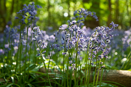 Sunlit bluebells sit in the woods thumbnail