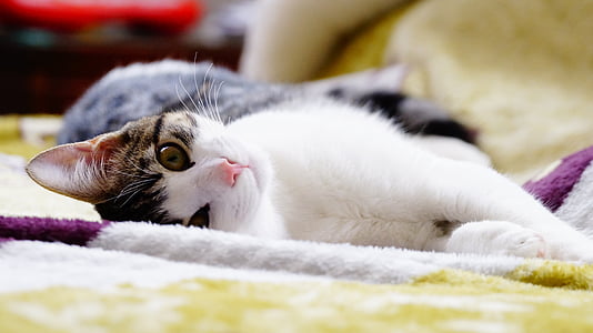 close-up photo of white and brown cat laying on cloth thumbnail