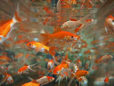 school of goldfish thumbnail