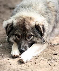 selective focus photo of gray dog in leash thumbnail