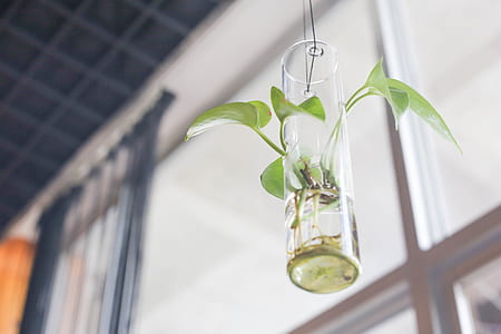 selective focus photography of green leaf plant on clear glass vase thumbnail