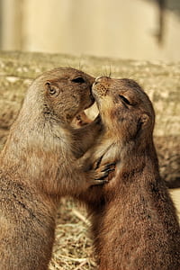 closeup photo of brown rodent kissing thumbnail