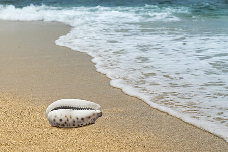 seashell on beach thumbnail