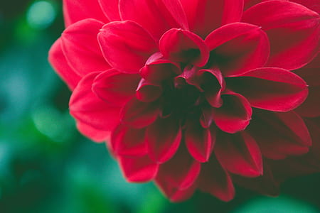 red, garden, petals, plant thumbnail