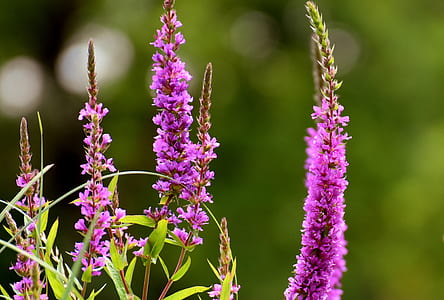 purple grape hyacinth thumbnail