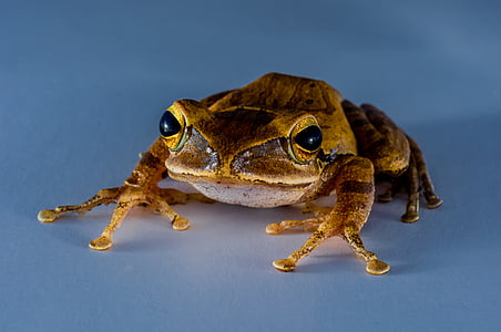brown and black frog thumbnail