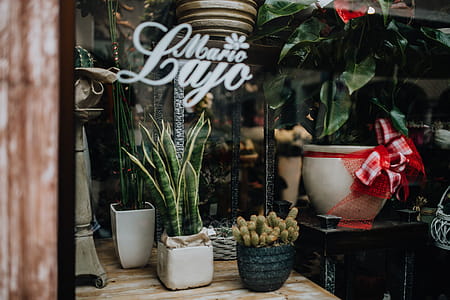 Flower shop in Castelfranco Veneto, Italy thumbnail