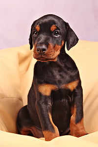 black Doberman pinscher puppy sitting thumbnail