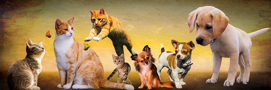 white and brown cats and dogs illustrations thumbnail