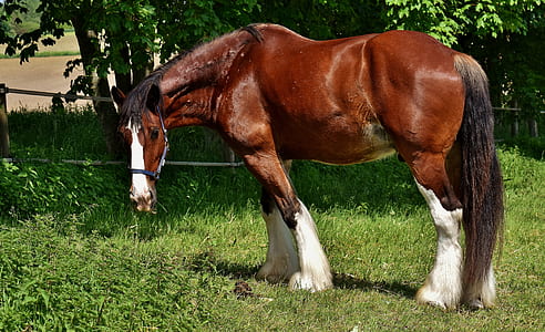 closeup photo of brown horse near tree thumbnail