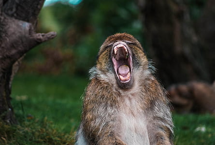 closeup photo of monkey thumbnail
