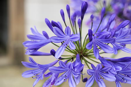 close up photography of purple cluster petaled flowers thumbnail