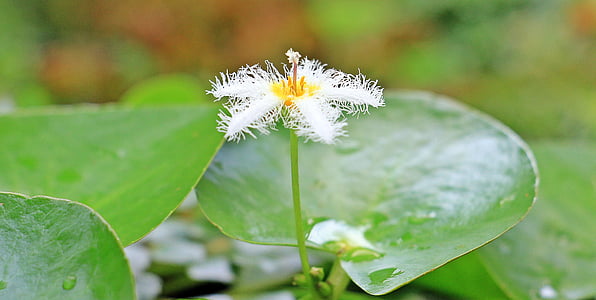 fuzzy white jade flower in bloom close up photo thumbnail