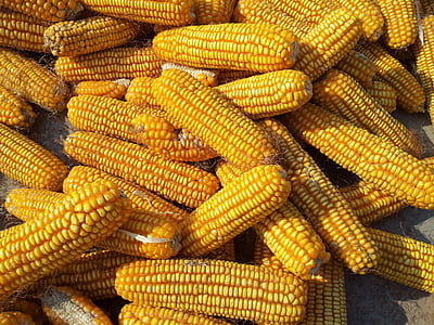 yellow corn lot thumbnail