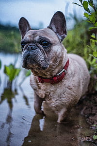 fawn pug into body of water thumbnail
