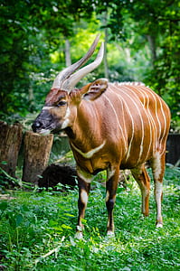 Brown Antelope Standing on the Ground during Daytime thumbnail